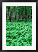 Framed Quebec Maple Tree Forest