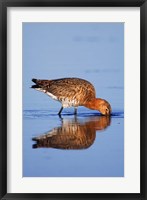 Framed Black-Tailed Godwit Bird