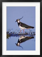 Framed Northern Lapwing Butterfly