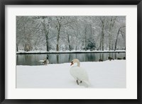 Framed Chateau de Vizille Park, Swan Lake