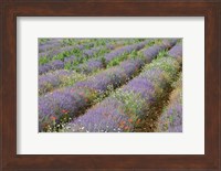 Framed Rows of Lavender in France