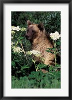 Framed Grizzly Bear in Canada