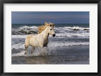 Framed Camargue Horse in the Surf