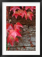 Framed Red Ivy on Stone Wall