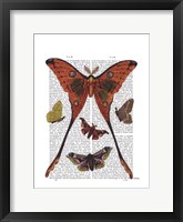 Moth Plate 1 Framed Print