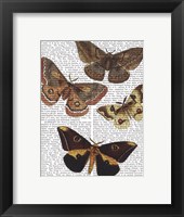 Moth Plate 3 Framed Print