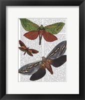 Butterflies 3 Framed Print