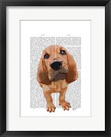 Framed Bloodhound Puppy