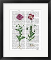 Italian Carnation 3 Framed Print