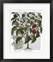 Peppers 2 Framed Print