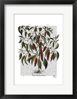 Peppers 3 Framed Print