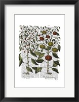 Peppers 4 Framed Print