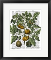 Peppers 5 Framed Print