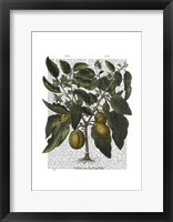 Peppers 6 Framed Print