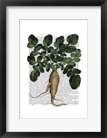 Parsnip 1 Framed Print