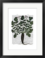 Parsnip 4 Framed Print