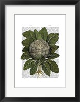 Cauliflower Framed Print