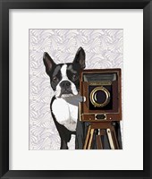 Framed Boston Terrier Photographer