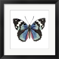 Butterfly Botanical II Framed Print
