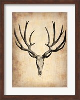 Framed Vintage Deer Scull