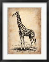 Framed Vintage Giraffe