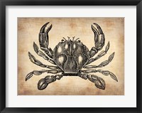 Framed Vintage Crab