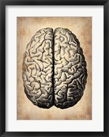 Framed Vintage Brain