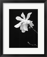 Framed Floral Portrait VII