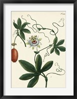Antique Passion Flower III Framed Print