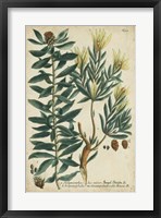 Framed Weinmann Foliage & Fruit IV