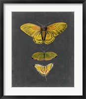 Butterflies on Slate I Framed Print