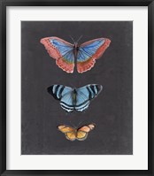 Butterflies on Slate III Framed Print