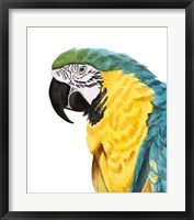 Framed Watercolor Parrot