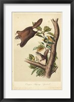 Framed Audubon Squirrel IV
