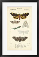 Framed Antique Butterfly Study I