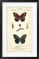 Framed Antique Butterfly Study II