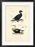 Framed Antique Duck Study I