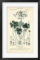 Framed Botanique Study in Lavender I