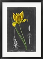Framed Midnight Tulip VI