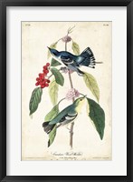 Framed Cerulean Wood Warbler