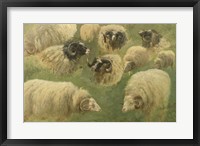 Framed Black-Faced Ram and Sheep, 10 studies