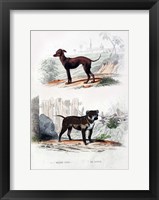 Framed Pair of Dogs II