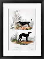 Framed Pair of Dogs III