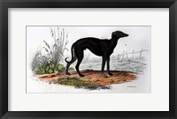 Framed Dog VI