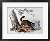 Framed Wild Cat