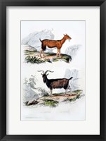 Framed Male and Female Goats