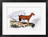 Framed Female Goat