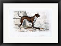 Framed Dog VIII