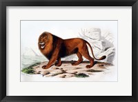 Framed Lion