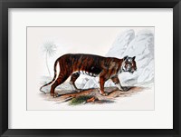 Framed Tiger